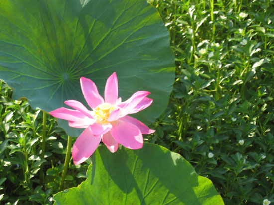 lotus - lotus liliees